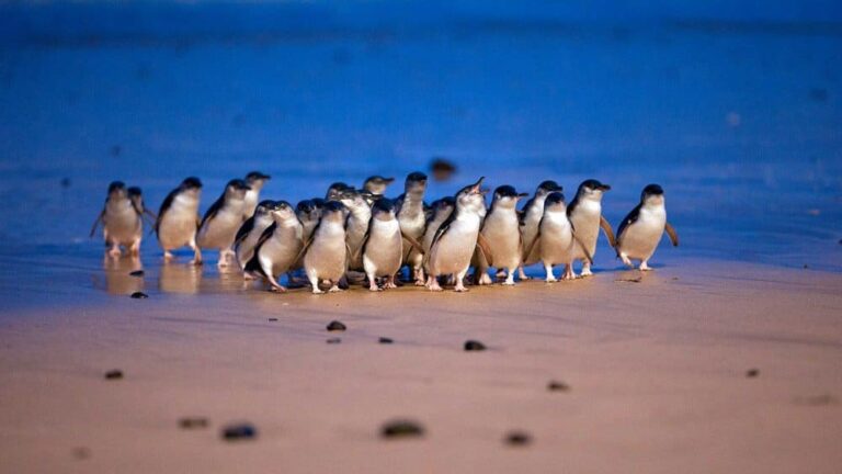 The Best Places to See Penguins in Australia